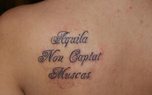Spruch Aquila non captat muscas